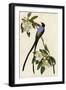 Fork Tailed Flycatcher-null-Framed Giclee Print