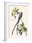 Fork-Tailed Flycatcher-John James Audubon-Framed Art Print