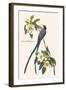 Fork-Tailed Flycatcher-John James Audubon-Framed Art Print