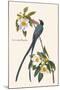 Fork-Tailed Flycatcher-John James Audubon-Mounted Art Print