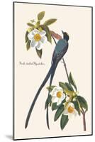 Fork-Tailed Flycatcher-John James Audubon-Mounted Art Print