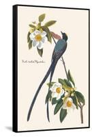 Fork-Tailed Flycatcher-John James Audubon-Framed Stretched Canvas