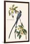 Fork-Tailed Flycatcher-John James Audubon-Framed Art Print