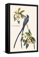 Fork-Tailed Flycatcher-John James Audubon-Framed Stretched Canvas