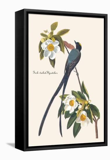 Fork-Tailed Flycatcher-John James Audubon-Framed Stretched Canvas