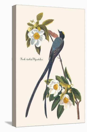 Fork-Tailed Flycatcher-John James Audubon-Stretched Canvas