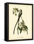 Fork-Tailed Flycatcher-John James Audubon-Framed Stretched Canvas