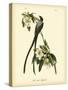 Fork-Tailed Flycatcher-John James Audubon-Stretched Canvas