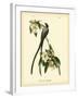 Fork-Tailed Flycatcher-John James Audubon-Framed Art Print