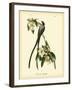 Fork-Tailed Flycatcher-John James Audubon-Framed Art Print