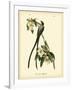 Fork-Tailed Flycatcher-John James Audubon-Framed Art Print