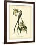 Fork-Tailed Flycatcher-John James Audubon-Framed Art Print