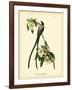 Fork-Tailed Flycatcher-John James Audubon-Framed Art Print