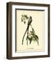 Fork-Tailed Flycatcher-John James Audubon-Framed Art Print