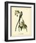 Fork-Tailed Flycatcher-John James Audubon-Framed Art Print