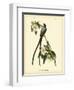 Fork-Tailed Flycatcher-John James Audubon-Framed Art Print