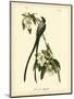 Fork-Tailed Flycatcher-John James Audubon-Mounted Art Print