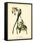 Fork-Tailed Flycatcher-John James Audubon-Framed Stretched Canvas