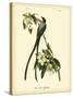 Fork-Tailed Flycatcher-John James Audubon-Stretched Canvas