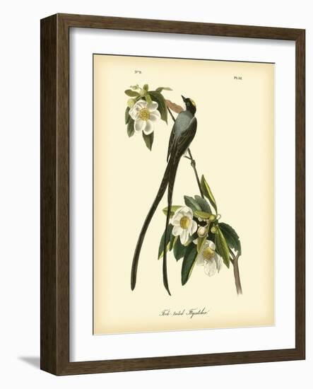 Fork-Tailed Flycatcher-John James Audubon-Framed Art Print