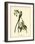 Fork-Tailed Flycatcher-John James Audubon-Framed Art Print