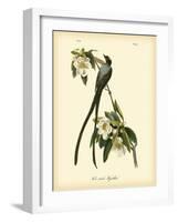 Fork-Tailed Flycatcher-John James Audubon-Framed Art Print