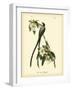 Fork-Tailed Flycatcher-John James Audubon-Framed Art Print