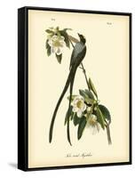 Fork-Tailed Flycatcher-John James Audubon-Framed Stretched Canvas