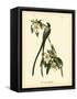 Fork-Tailed Flycatcher-John James Audubon-Framed Stretched Canvas