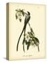 Fork-Tailed Flycatcher-John James Audubon-Stretched Canvas