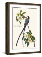 Fork-Tailed Flycatcher-John James Audubon-Framed Art Print