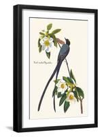 Fork-Tailed Flycatcher-John James Audubon-Framed Art Print