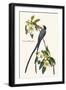 Fork-Tailed Flycatcher-John James Audubon-Framed Art Print