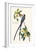 Fork-Tailed Flycatcher-John James Audubon-Framed Art Print