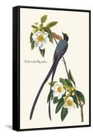 Fork-Tailed Flycatcher-John James Audubon-Framed Stretched Canvas