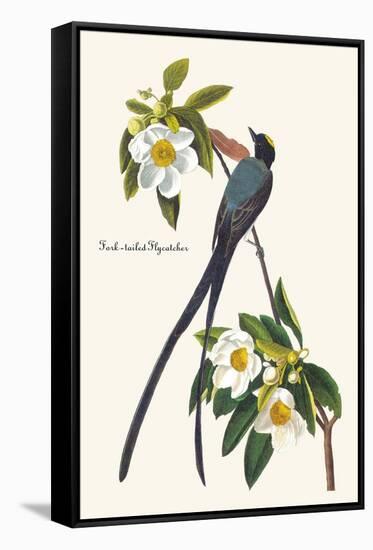 Fork-Tailed Flycatcher-John James Audubon-Framed Stretched Canvas