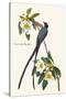 Fork-Tailed Flycatcher-John James Audubon-Stretched Canvas
