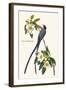 Fork-Tailed Flycatcher-John James Audubon-Framed Art Print