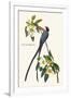 Fork-Tailed Flycatcher-John James Audubon-Framed Art Print