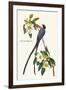 Fork-Tailed Flycatcher-John James Audubon-Framed Art Print