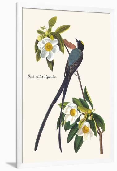 Fork-Tailed Flycatcher-John James Audubon-Framed Art Print