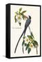 Fork-Tailed Flycatcher-John James Audubon-Framed Stretched Canvas