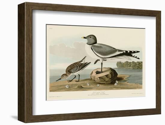 Fork-Tailed Gull-John James Audubon-Framed Art Print