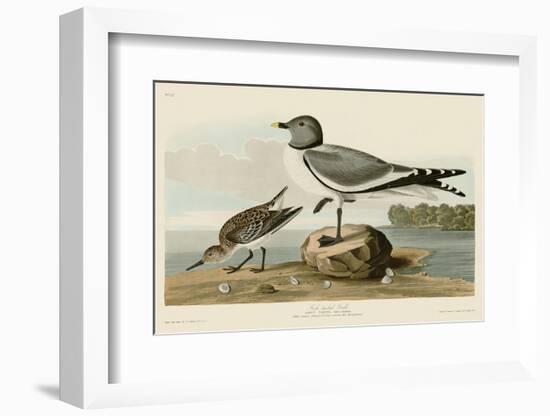 Fork-Tailed Gull-John James Audubon-Framed Art Print