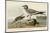 Fork-Tailed Gull-John James Audubon-Mounted Art Print