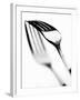 Fork with Shadow-null-Framed Photographic Print