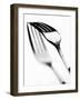 Fork with Shadow-null-Framed Photographic Print