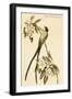 Forked Tail Flycatcher-John James Audubon-Framed Art Print