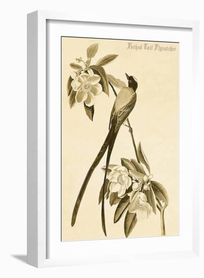 Forked Tail Flycatcher-John James Audubon-Framed Art Print