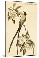 Forked Tail Flycatcher-John James Audubon-Mounted Art Print